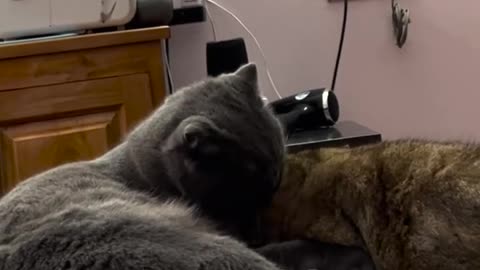 Grooming time #catvideos #funnycats #cutecat