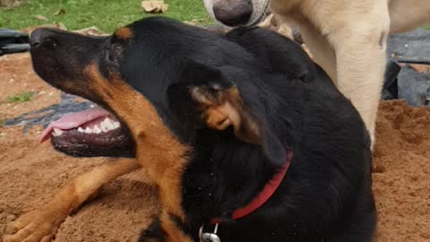 Labrador and Rottweiler playing together.