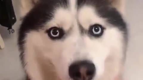 Watch till the end funny husky video make your day