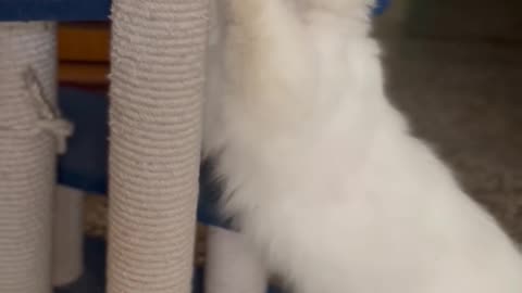Cute Cat Funny Scratching
