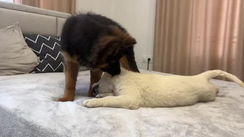 German Shepherd Puppy and Golden Retriever Puppy are Playing
