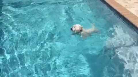 Water loving Westie's slow motion dive