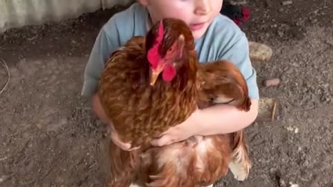 #bostontok #chickens #laugh #chickensoftiktok #farmlife #farm #toddlersoftiktok #funny #fyp