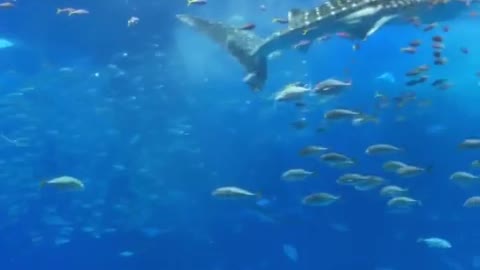 The whale shark eating