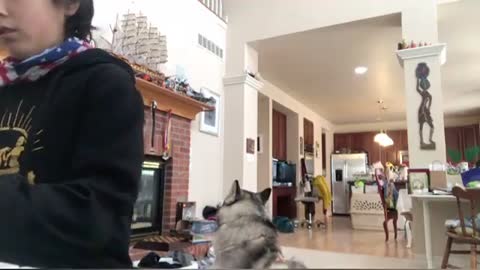 Dog Howls And Barks For Owner's Attention While He Plays Piano