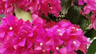 Bougainvillea flower