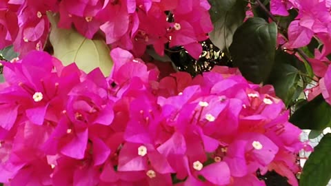 Bougainvillea flower