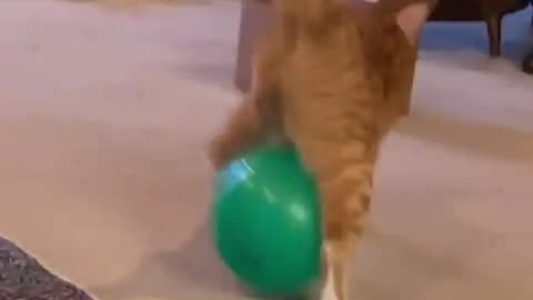 cat funny baloon walking