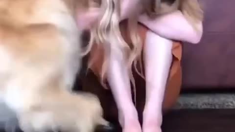 Dog given emotional support to his owner