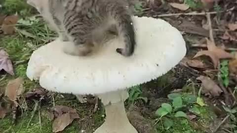 The original a mushroom can hold the little cat