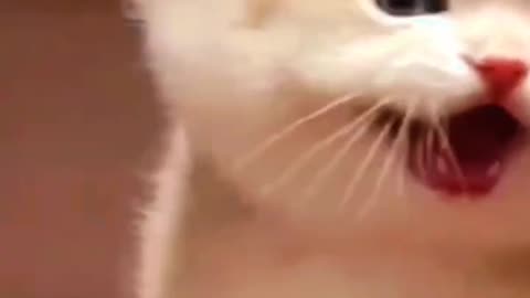 Cat shart videos