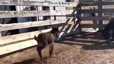 Funny animals 😄hub,funny animals club youtube, 🤣, funny animals dancing 💃😄, funny animals fighting 😄