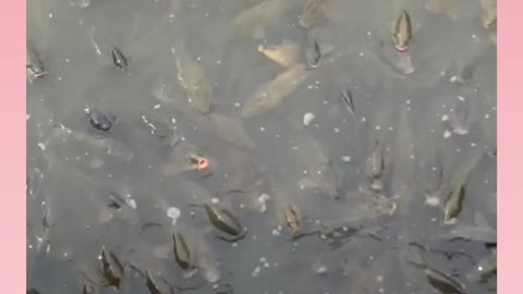 Wow River fish in Japan