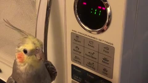 My parrot mimic the microwave