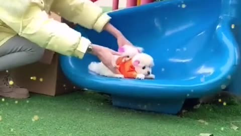Take the dog down the slide