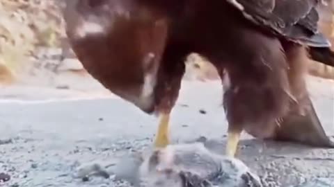 Eagles