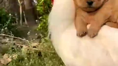 Funny animal video 🐶🐓😂