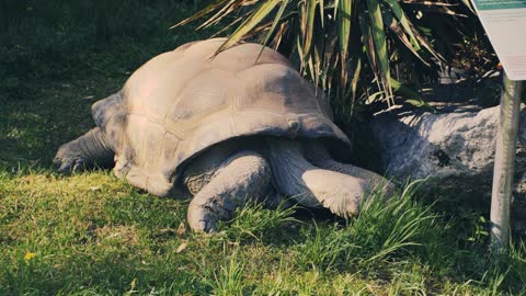 Aldabra Giant Tortoise Giant Tortoise Tortoise