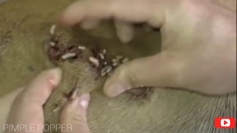 Satisfying Pimple Popping in Animals