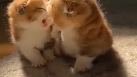 Two little cute cats loving with each other 😍😊