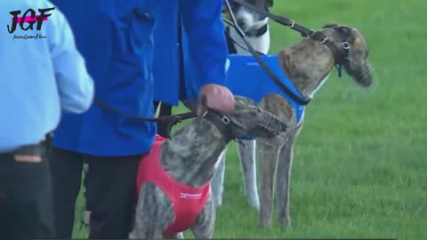 Greyhound dog racing - Track race 480m