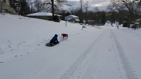 Sled dog training!