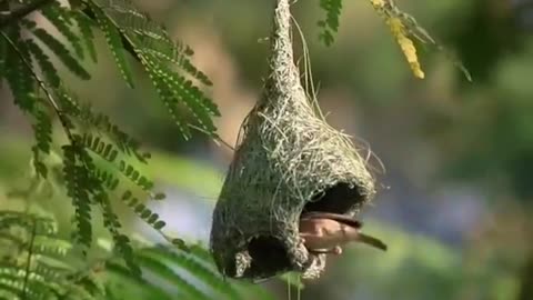 Beautiful bird making nest
