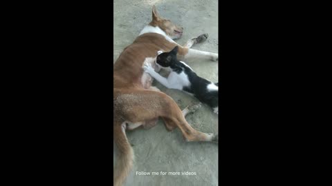 Cats are eating dog's milk 🤣 video. #Animals04