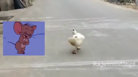 Funny walking by duck 🦆 😂