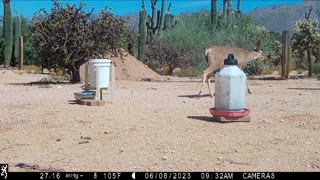 Trail Camera Video 20230630