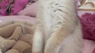Adorable Kitten Stands in Disbelief