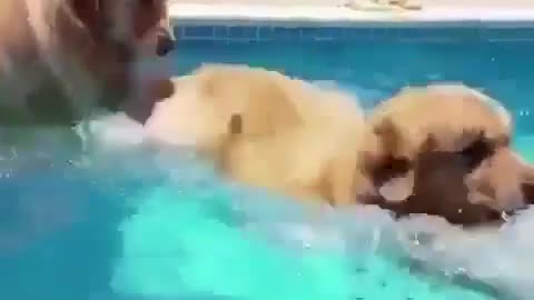 Funny Dogs Love Swimming - Puppy Videos 2021