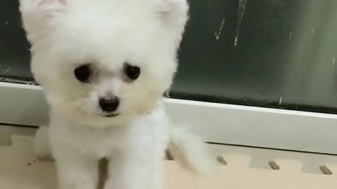 the funny dog that make you laugh