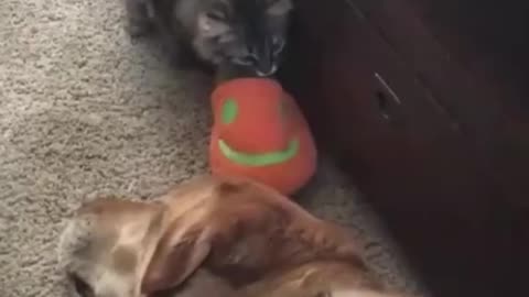Funny cats & dogs - animals #3