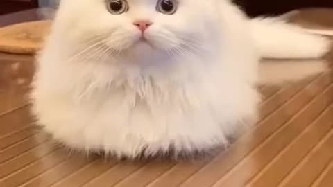 Cutest Cats in the world II Cute Cat Videos