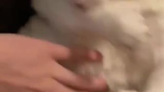 Cat Bites his Arm whenever his Owner Pets His Fat Tummy.