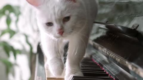 Pretty Cat is playing with piano❤️👀