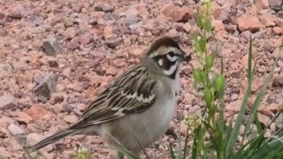 Lark Sparrow