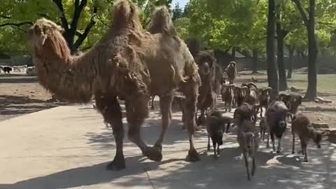 A molting camel