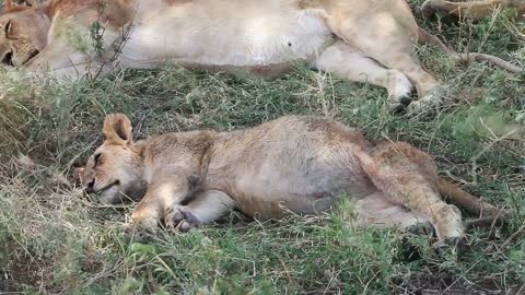 Cute lion cub sleeping after meal in Africa