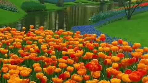 Netherland keukenhof park view it's beautiful #vierlvideo