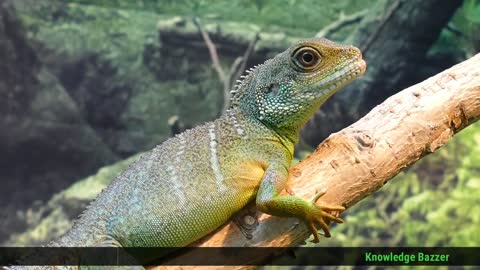 Chameleon changing colour | lizard changing colour on Amazon forest