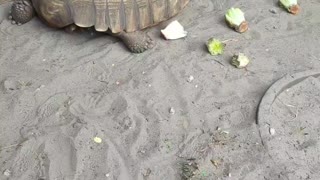 Feeding the tortoises