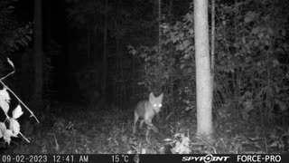 Two coyotes at night