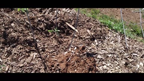 Planting Tomatoes From Start to Finish, Part 2