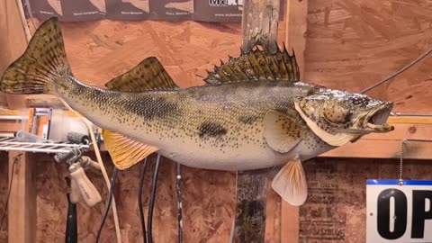 How to Paint a Sauger