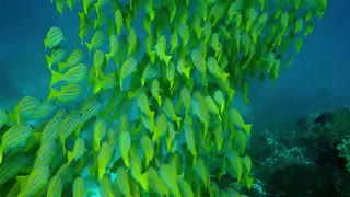 Amazing Underwater Sea life