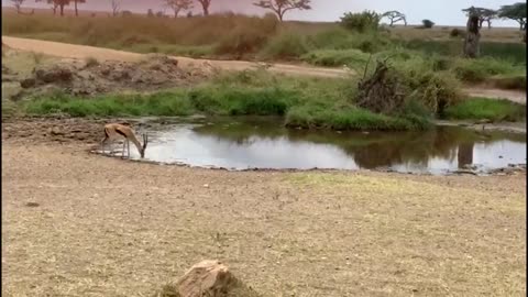 Lion fails to catch gazelle in epic safari footage