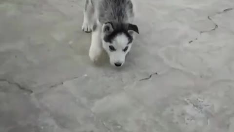 Hide and Seek with Blue Eyes Siberian Husky