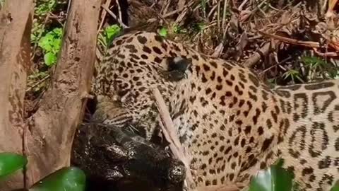 Amazônia Brazil